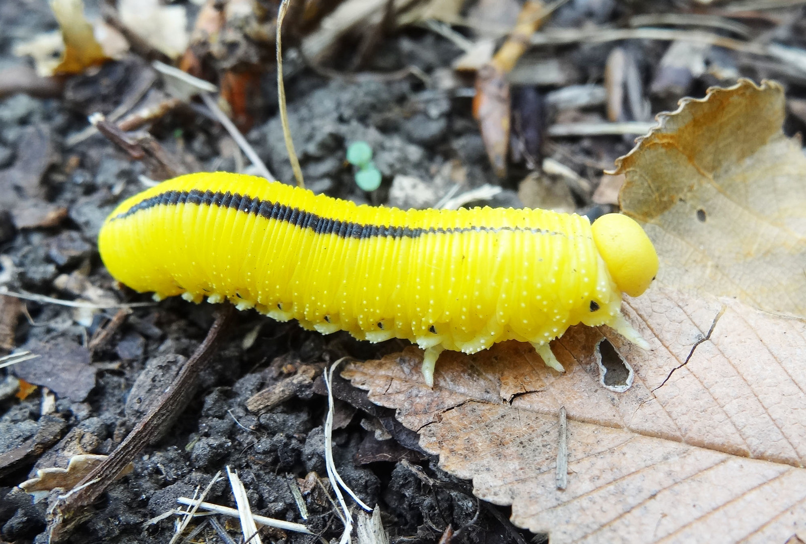 Macroworld of Primorsky Krai (caterpillars) - part 4. - My, Macrocosm, Insects, Caterpillar, Primorsky Krai, Oktyabrsky District, Longpost, Macro photography