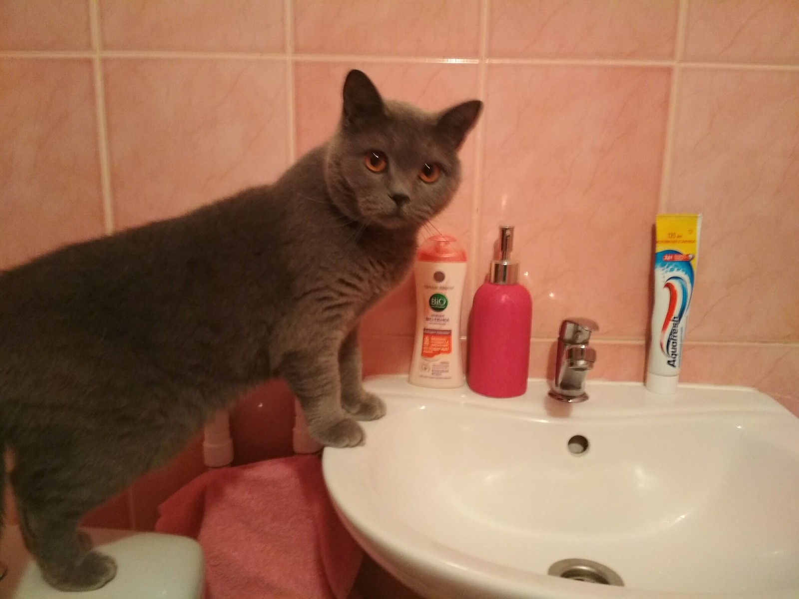 Came at the wrong time - My, cat, Bathroom