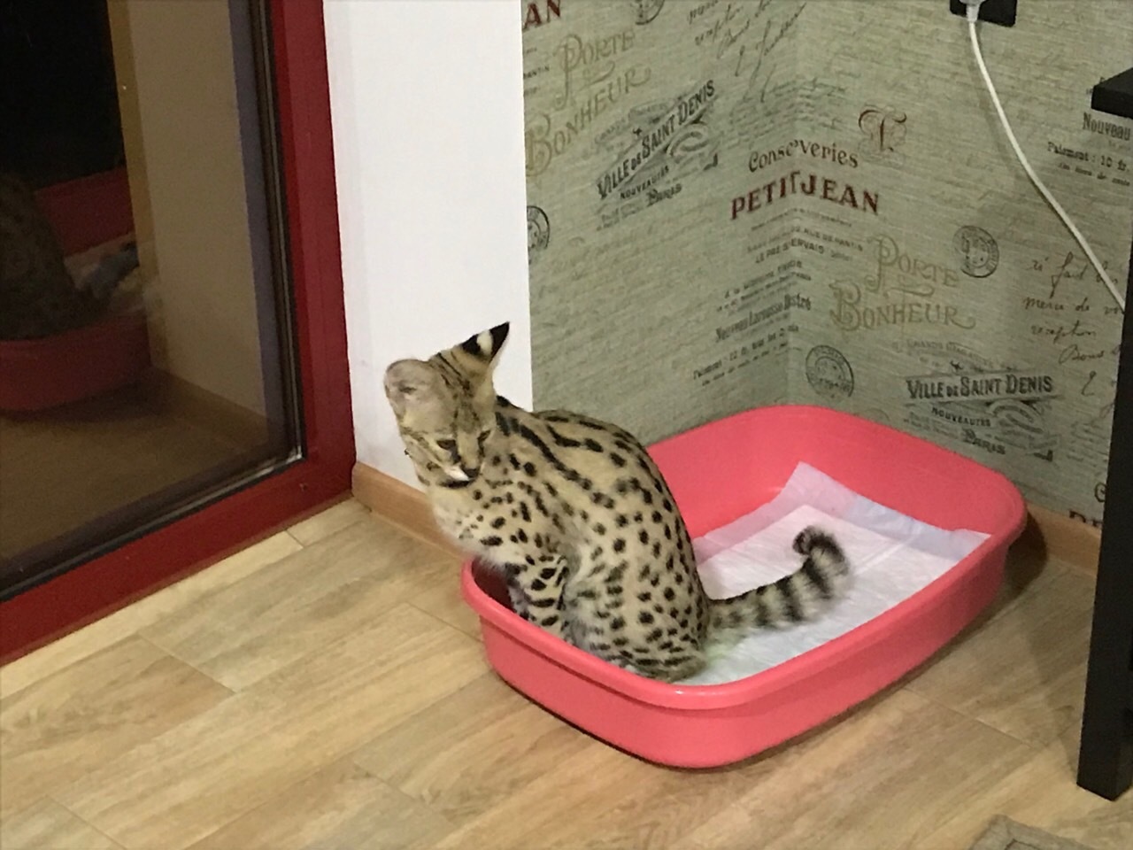 Servals, part 5 - My, cat, Serval, , Longpost, Video