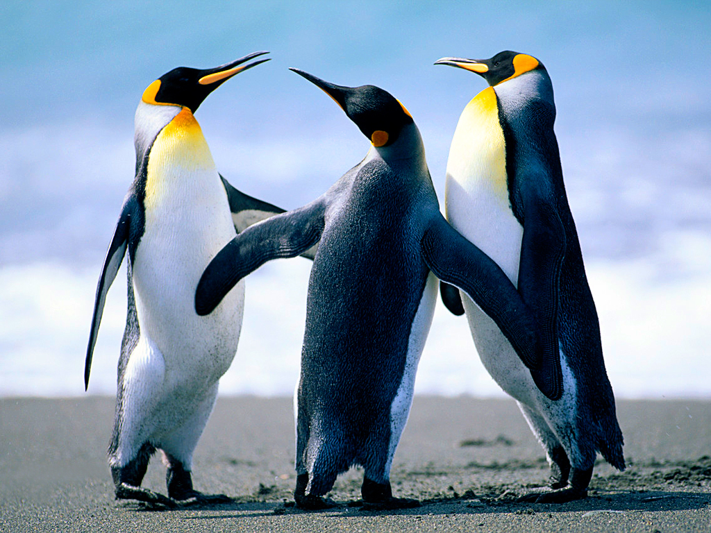 Amazing nature - My, king penguins, Koala