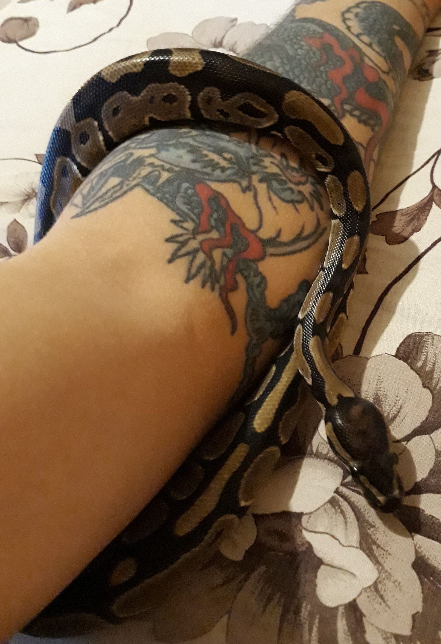 Royal python - My, Royal python, Snake