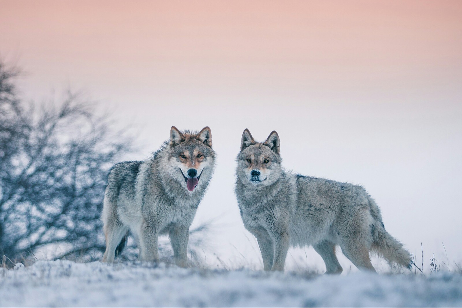 - Look, friend top, what a juicy barrel! - Wolf, Barrel, Bitten on the barrel