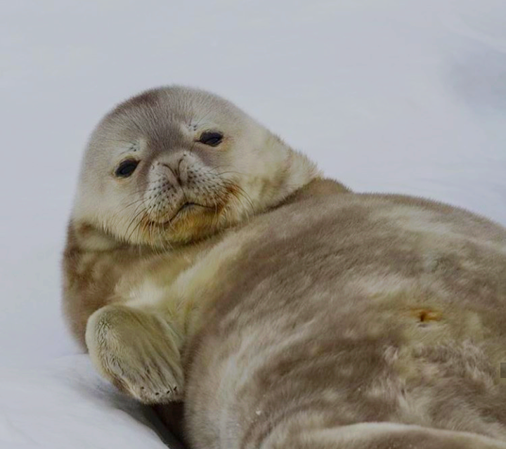 Fluffy - Fur seal, Seal