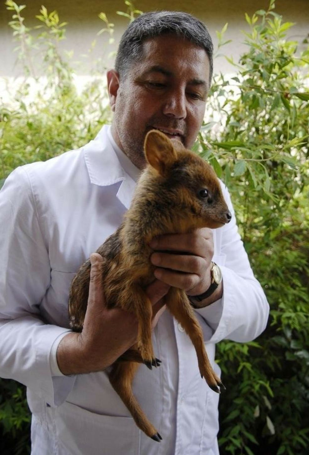 Pudu - the smallest deer - The photo, Longpost, Pudu, Milota