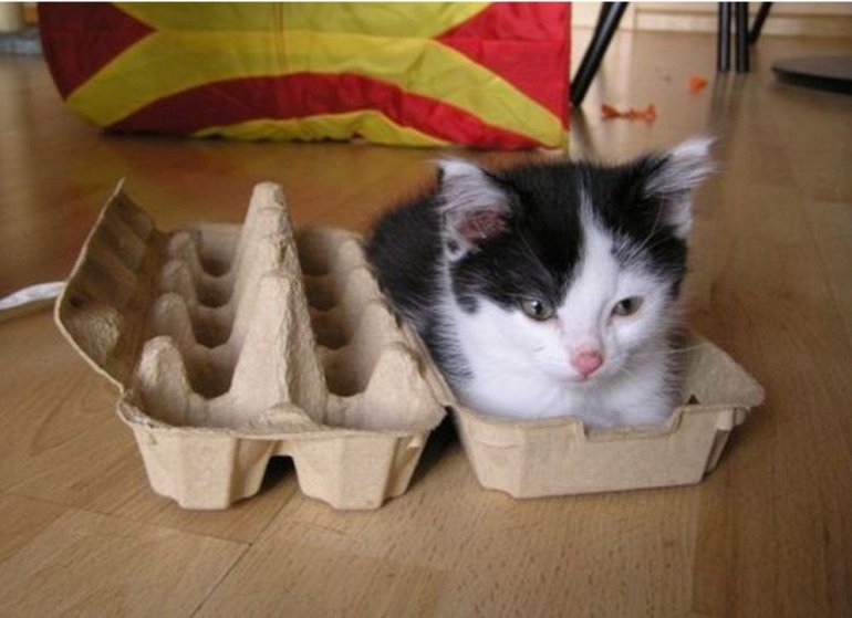 eggcat - cat, Milota, Box and cat, Eggs