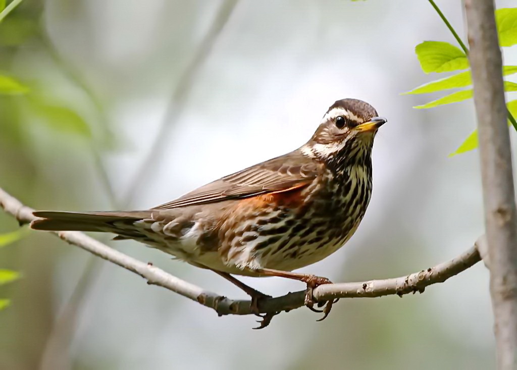 Thrush. What are they? - Birds, Ornithology, Biology, Thrush, , Longpost