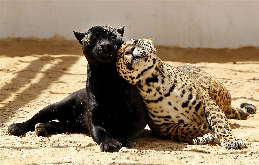 Jaguars - Jaguar, The photo, Longpost