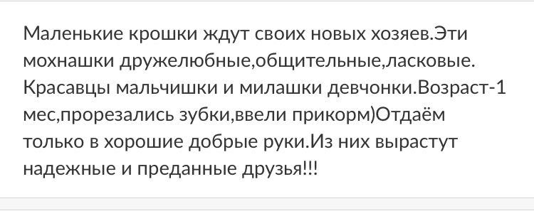 Санкт-Петербург!!! С собаками теплее в холода! - Моё, Щенки, Мороз, Отдам, Помощь, Длиннопост