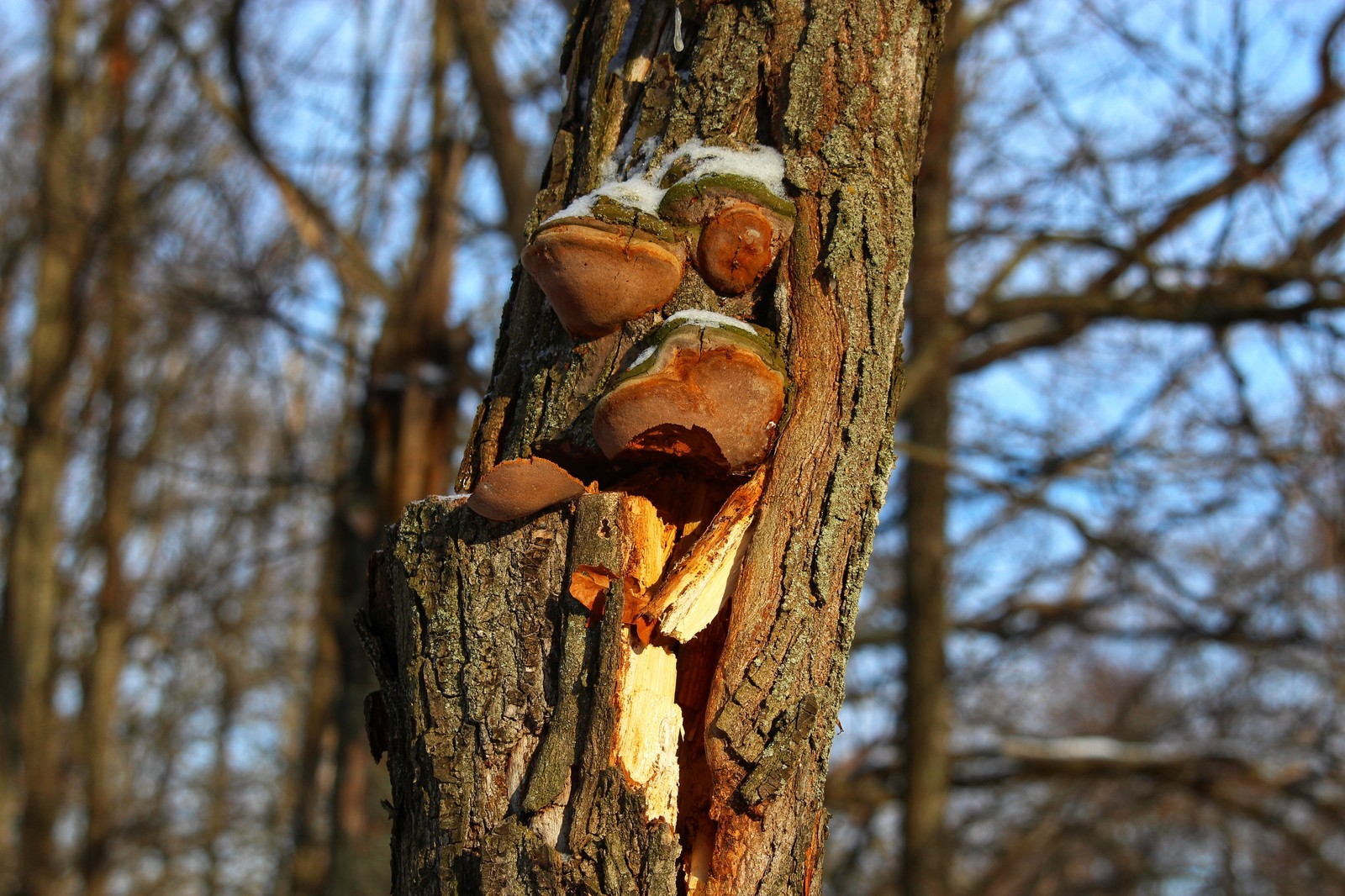 Mushrooms - Mushrooms, Disease, Forest, Canon