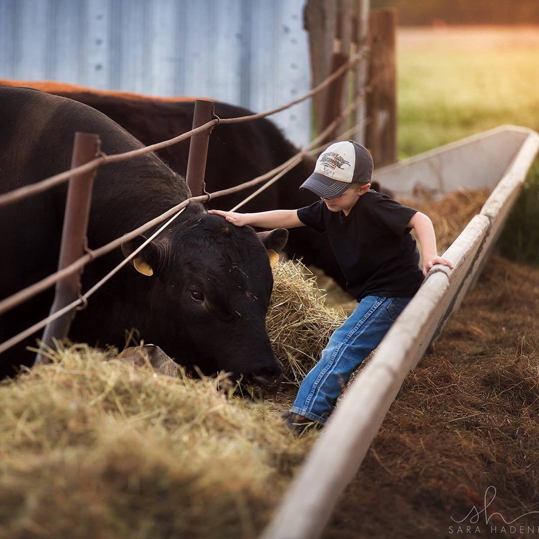 Warm photos from Nebraska - The photo, Children, Pets, Farm, Dog, cat, Cow, Horses, Longpost