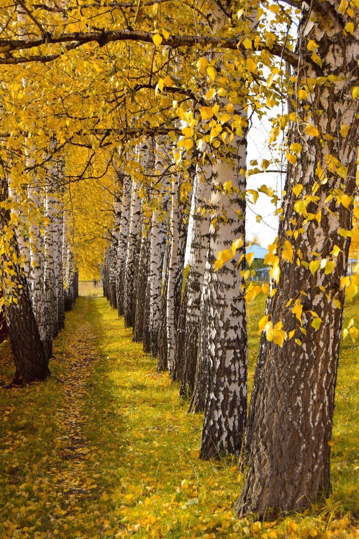 Birch corridor - Russia, The photo, Nature, Landscape, Birch, Tree, beauty of nature