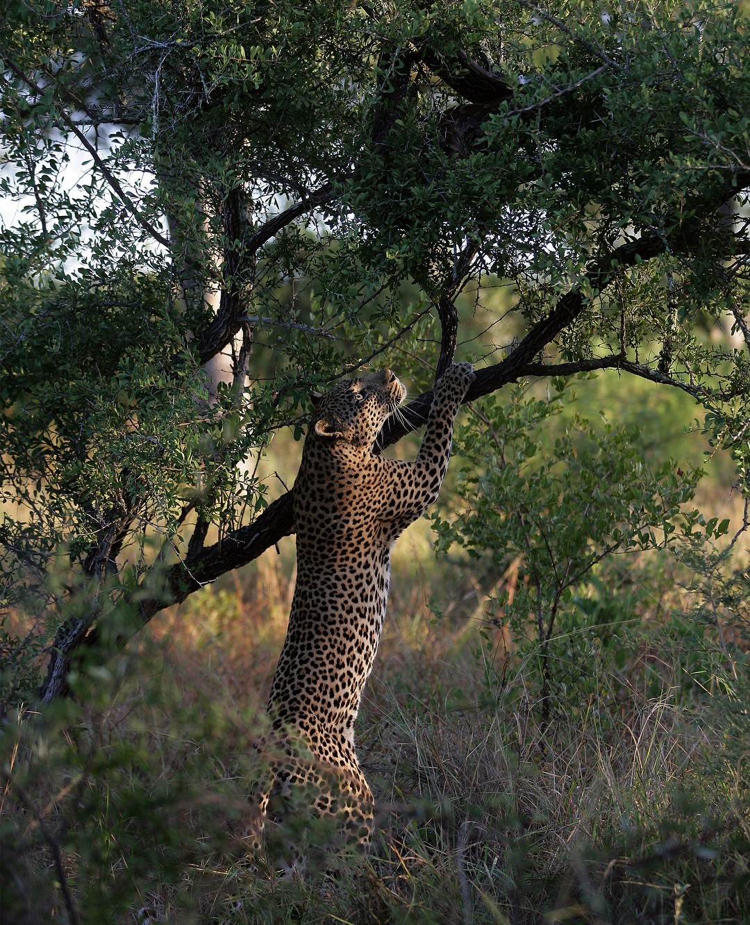 Леопард - The National Geographic, Природа, Леопард, Животные, Длиннопост