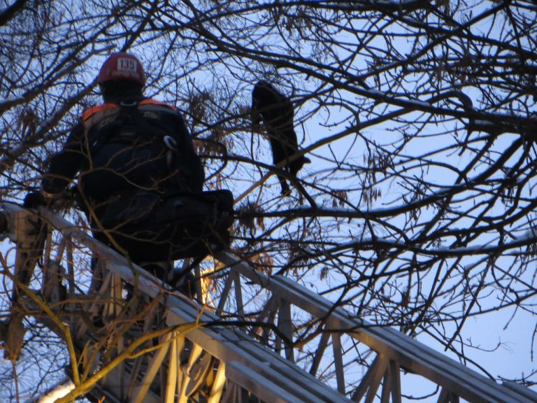 “In the meantime, it was covered with snow…” The cat-dart-climber deceived the girl-alpinist and flew away on an unscheduled flight! - Volunteering, cat, Ministry of Emergency Situations, The rescue, Longpost