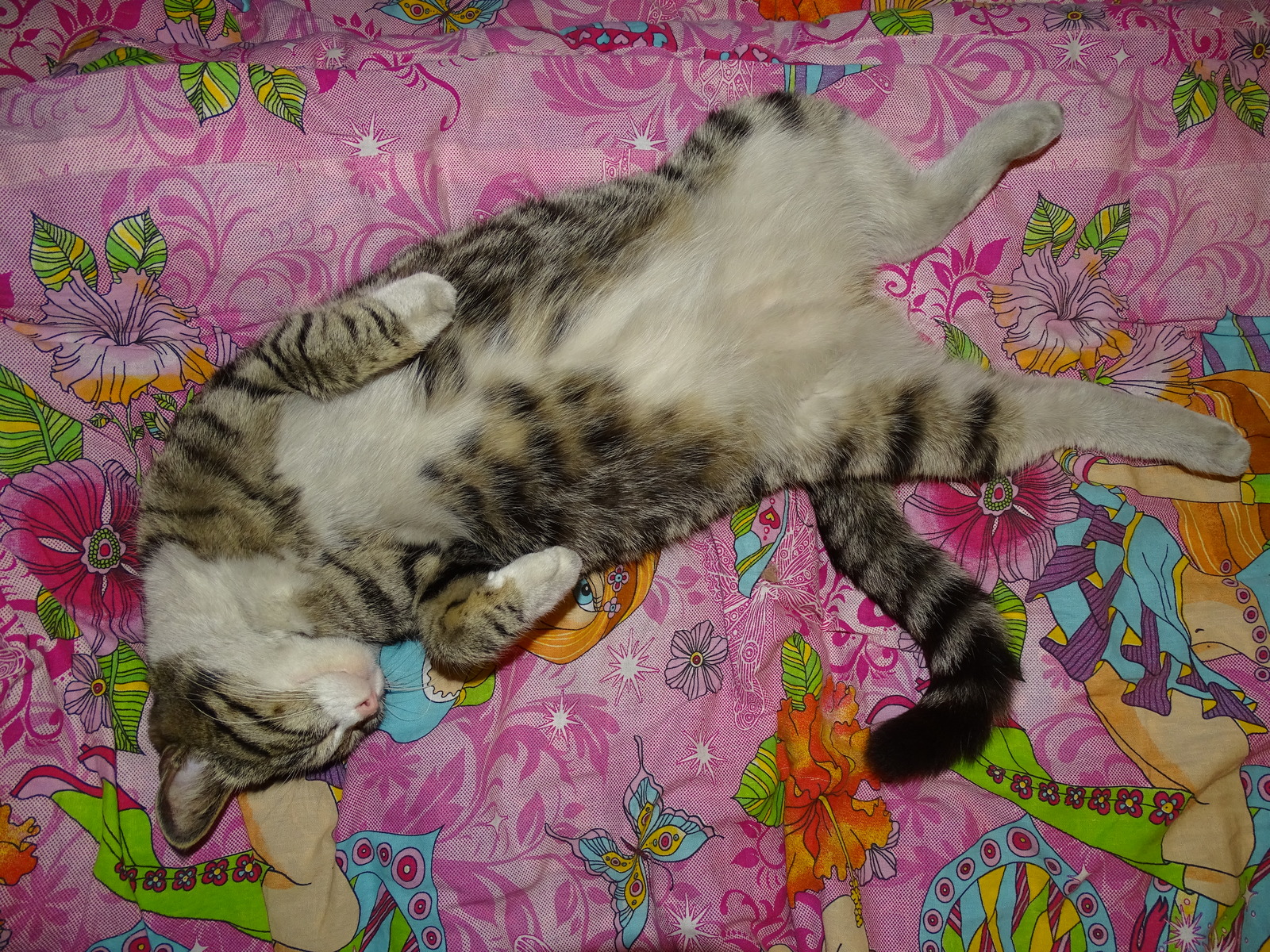 Timoshka, sleep and favorite position. - My, cat, , Bed, Dream, Funny, Longpost