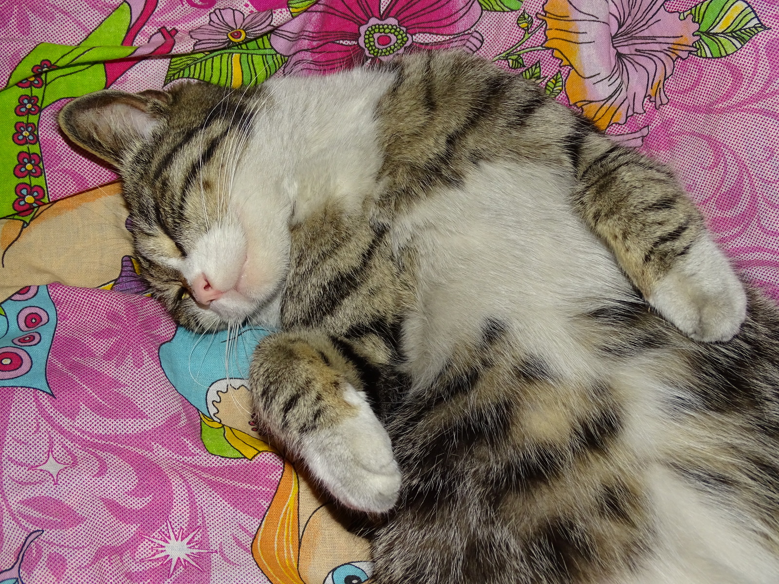 Timoshka, sleep and favorite position. - My, cat, , Bed, Dream, Funny, Longpost