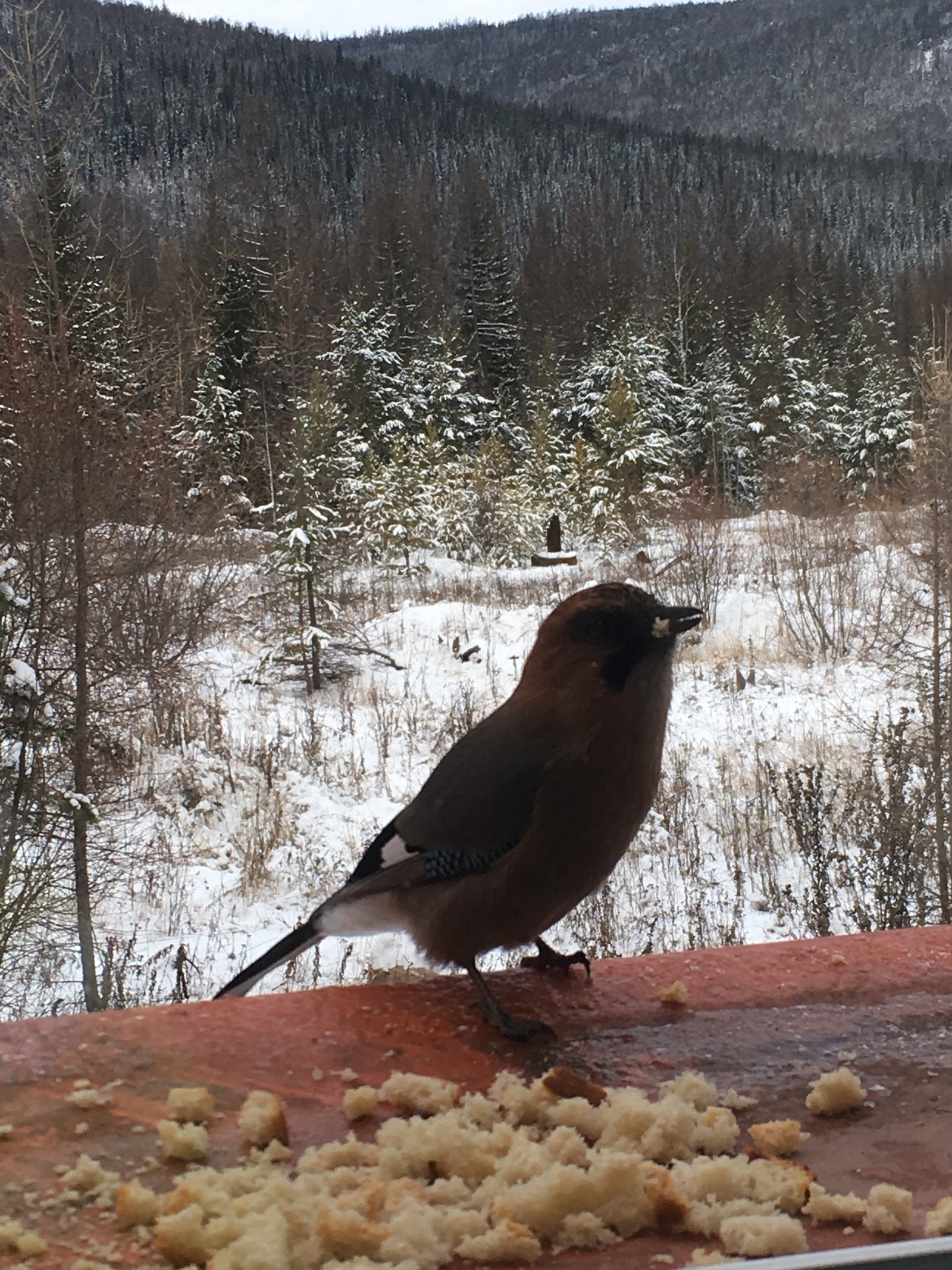 Bird) - My, Nature, Birds, Longpost