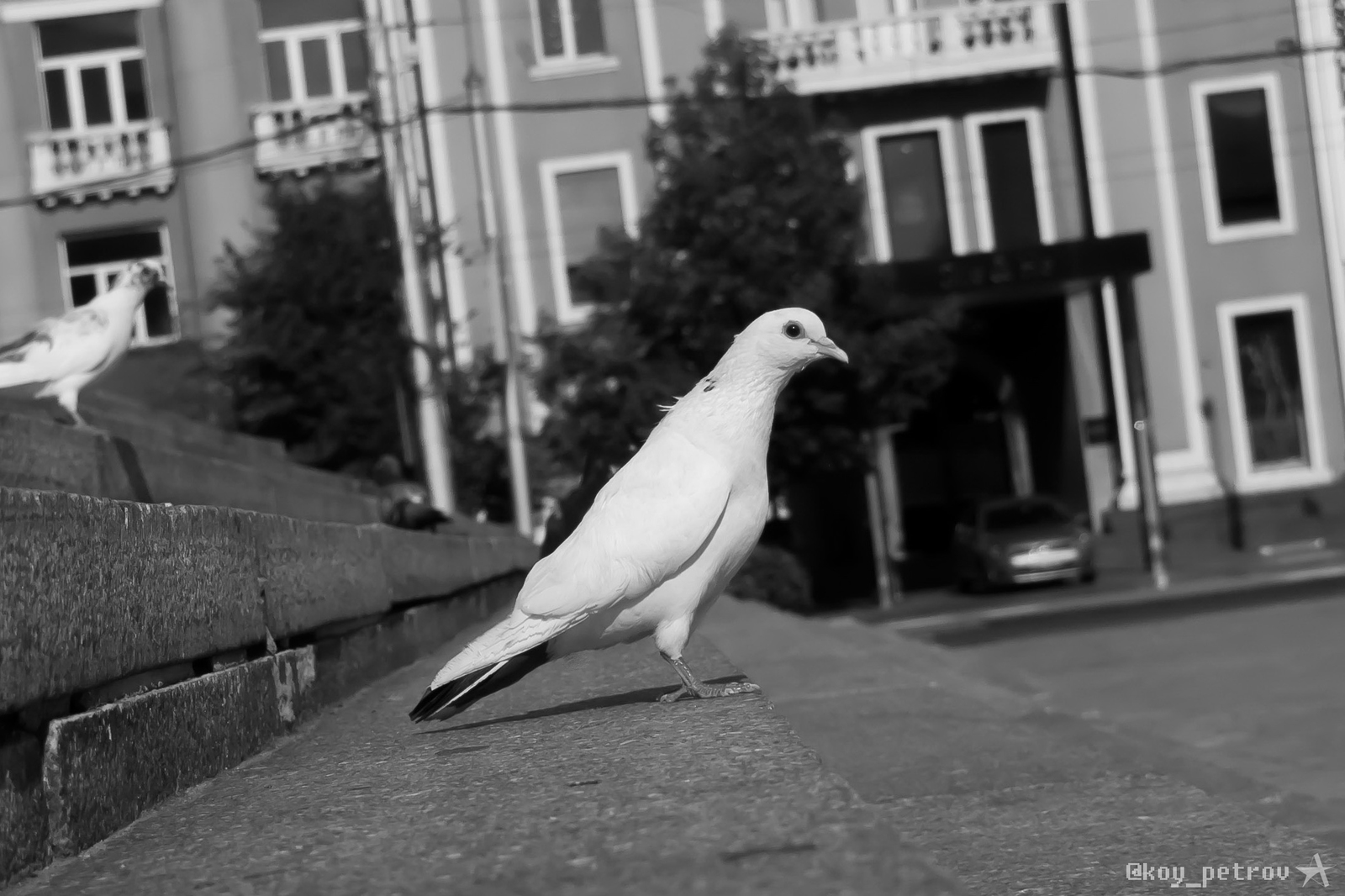 Animal world - My, Portrait, The photo, Pigeon, Nature, Longpost