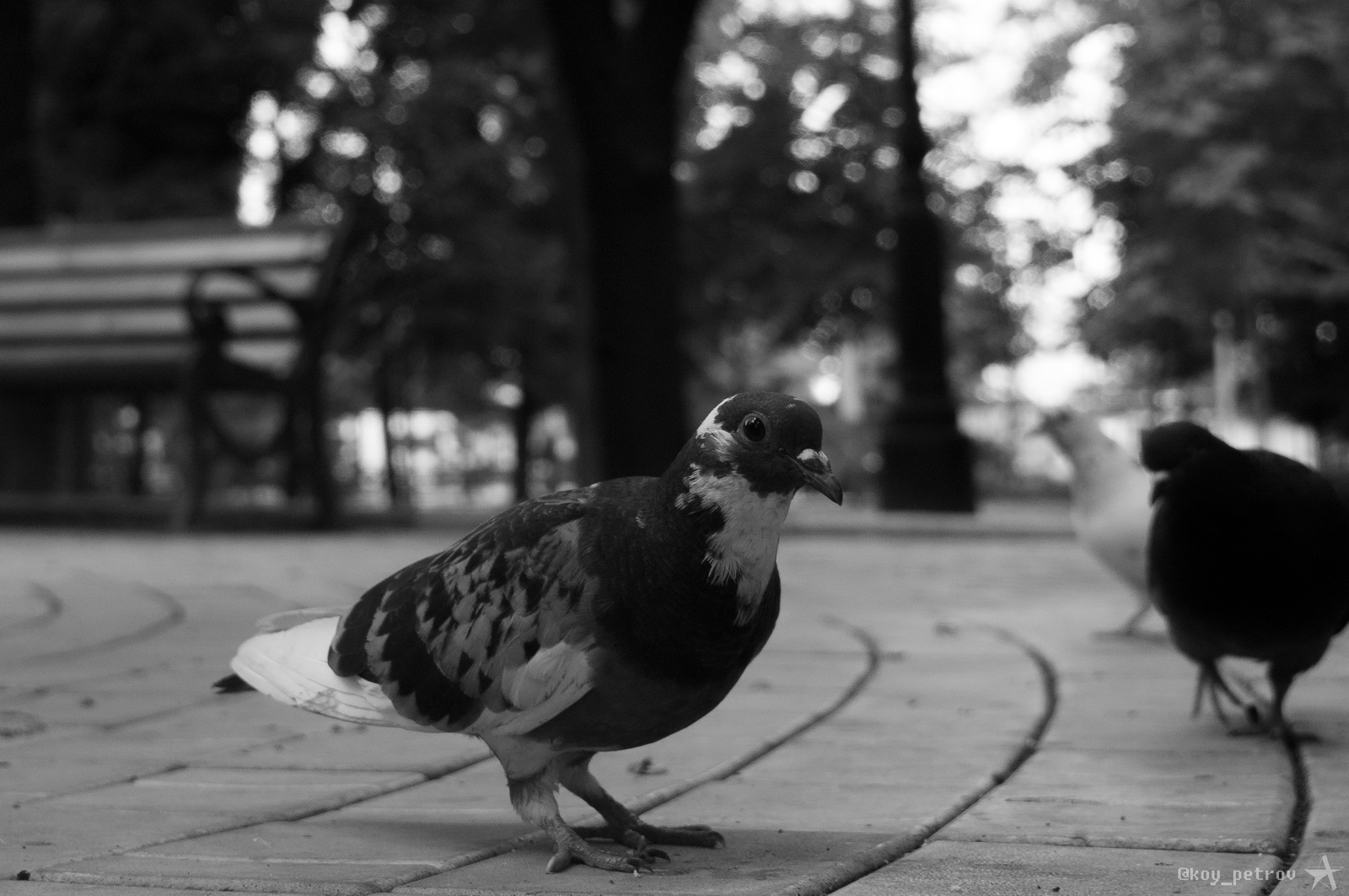 Animal world - My, Portrait, The photo, Pigeon, Nature, Longpost