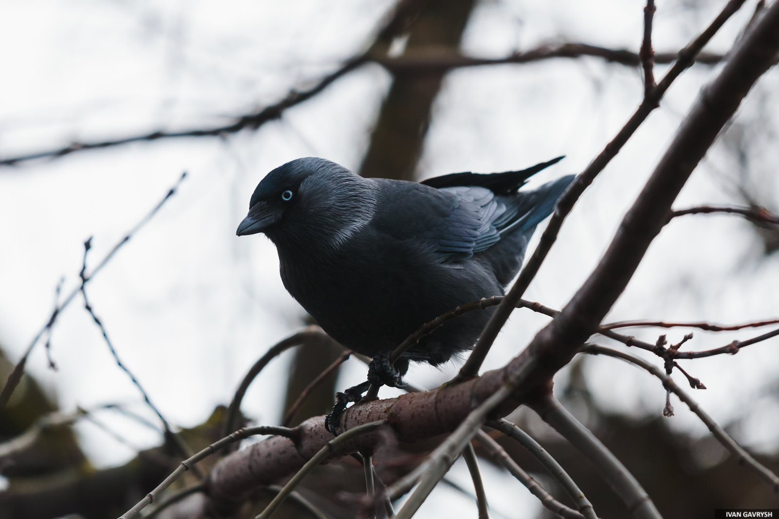 Jackdaws have arrived - My, Birds, Jackdaw, Longpost