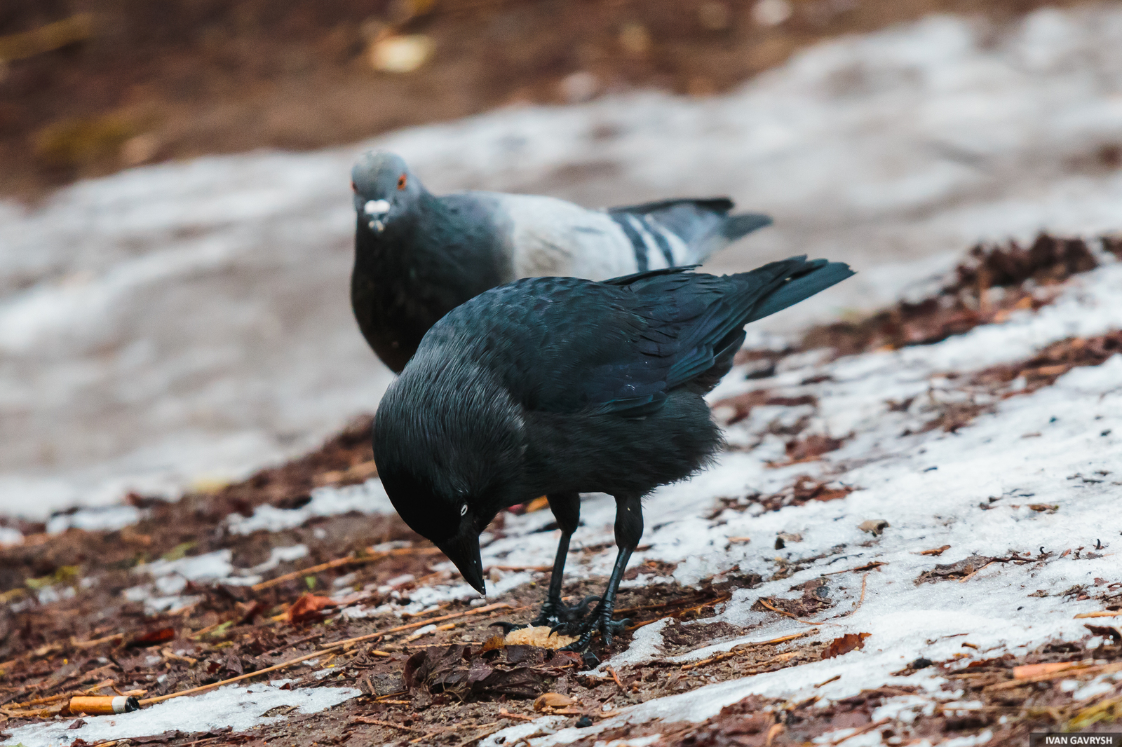 Jackdaws have arrived - My, Birds, Jackdaw, Longpost