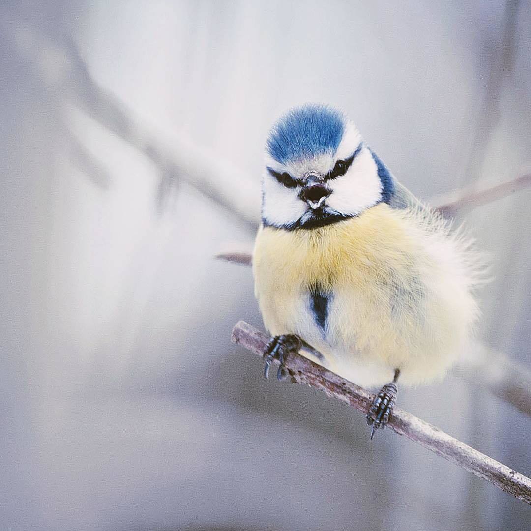 Gorgeous - The photo, Birds, Instagram, Lazorevka
