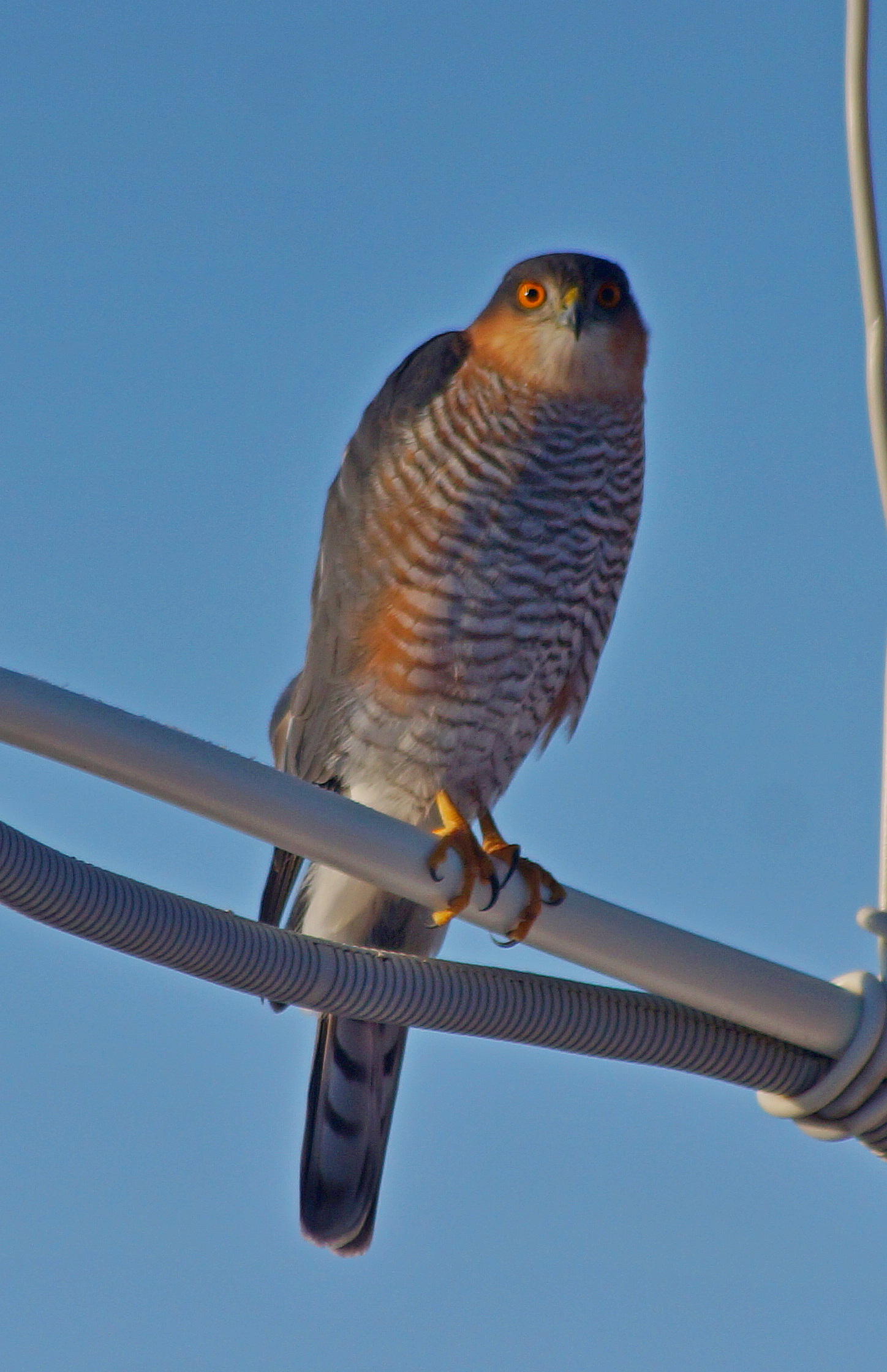 Here is a guest - My, Quail Hawk, Sparrow