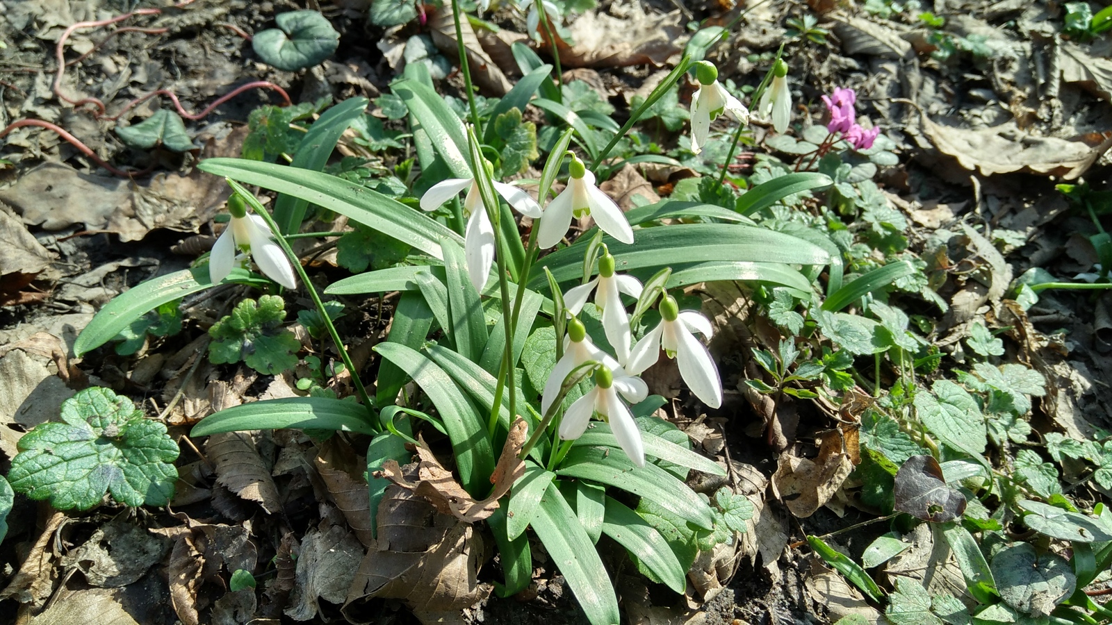 Hold on, spring is coming. - My, Spring, Heat, The photo, Dog, Snail, Longpost