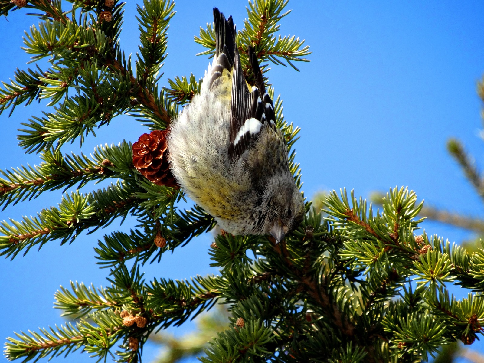 Crossbill female - My, Birds, Crossbill