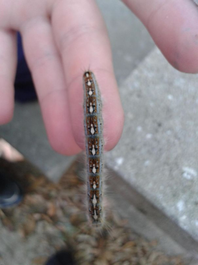 Caterpillar with little penguins on its back - The photo, Caterpillar, Unusual, Interesting