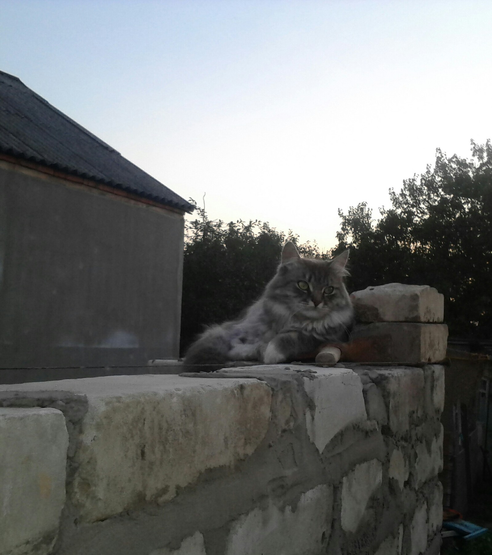 Главный прораб на стройке | Пикабу