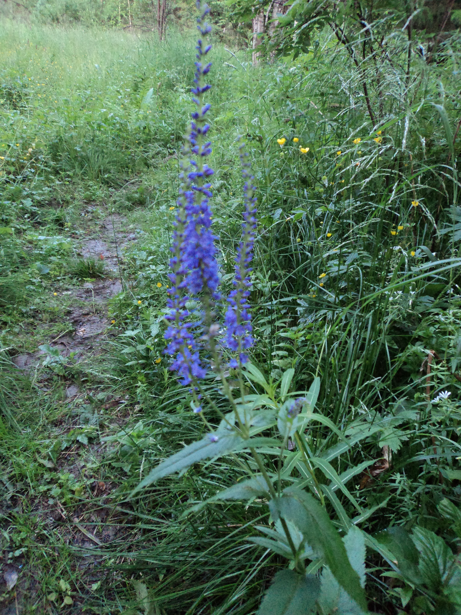 Beauty of the Urals. Part 6 - My, , Ural, beauty of nature, Nature, Russia, wildlife, Forest, Chusovaya, Longpost