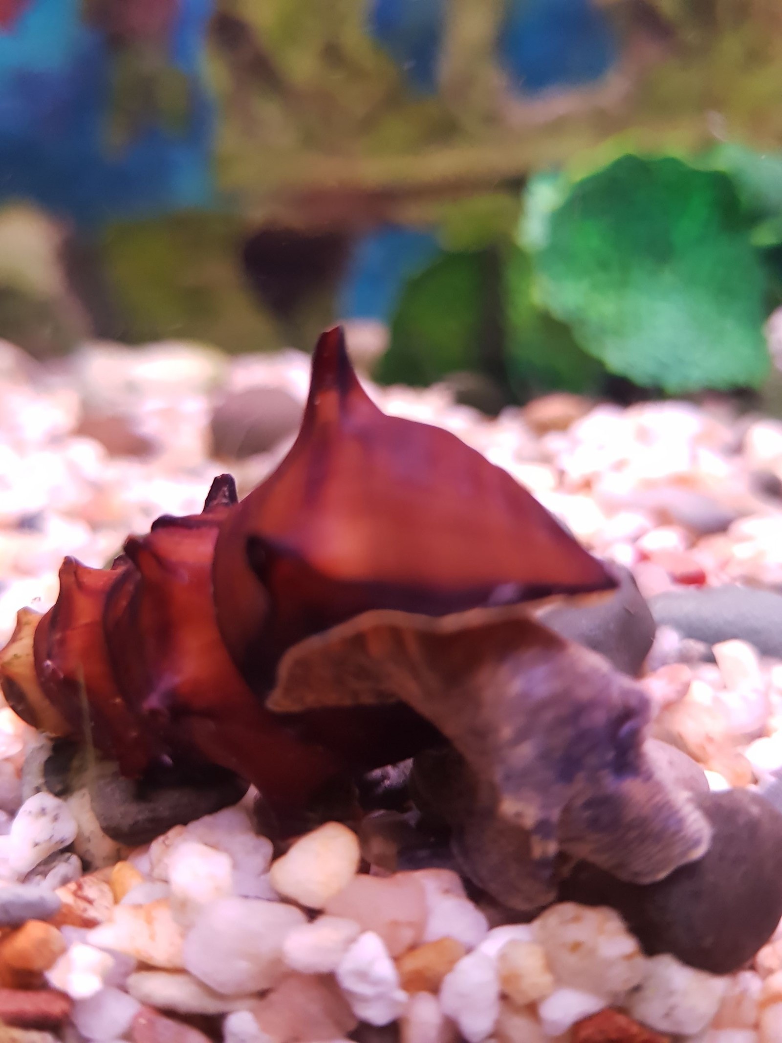 Snails in the aquarium. - My, Aquarium, Snail, Longpost