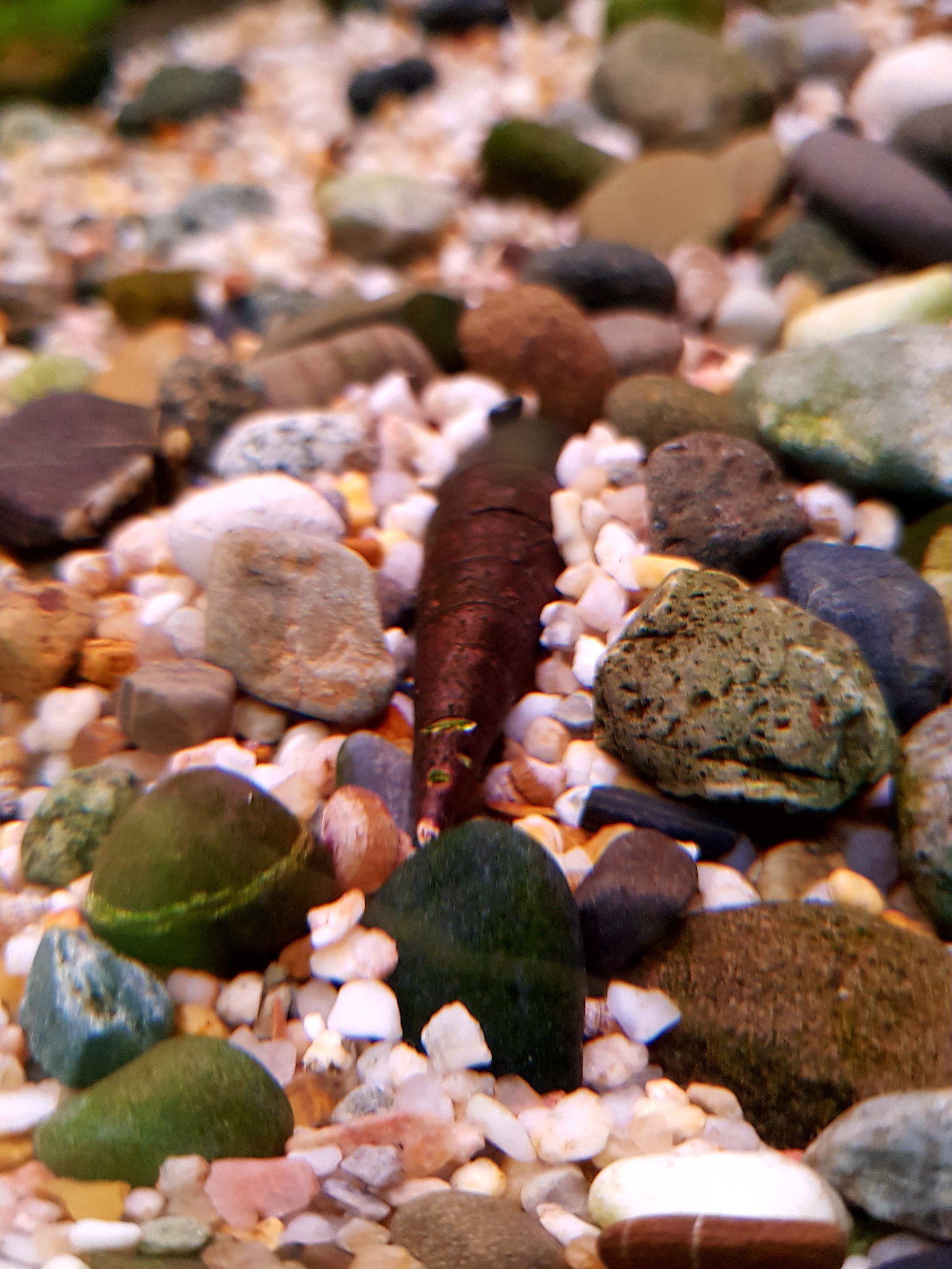 Snails in the aquarium. - My, Aquarium, Snail, Longpost