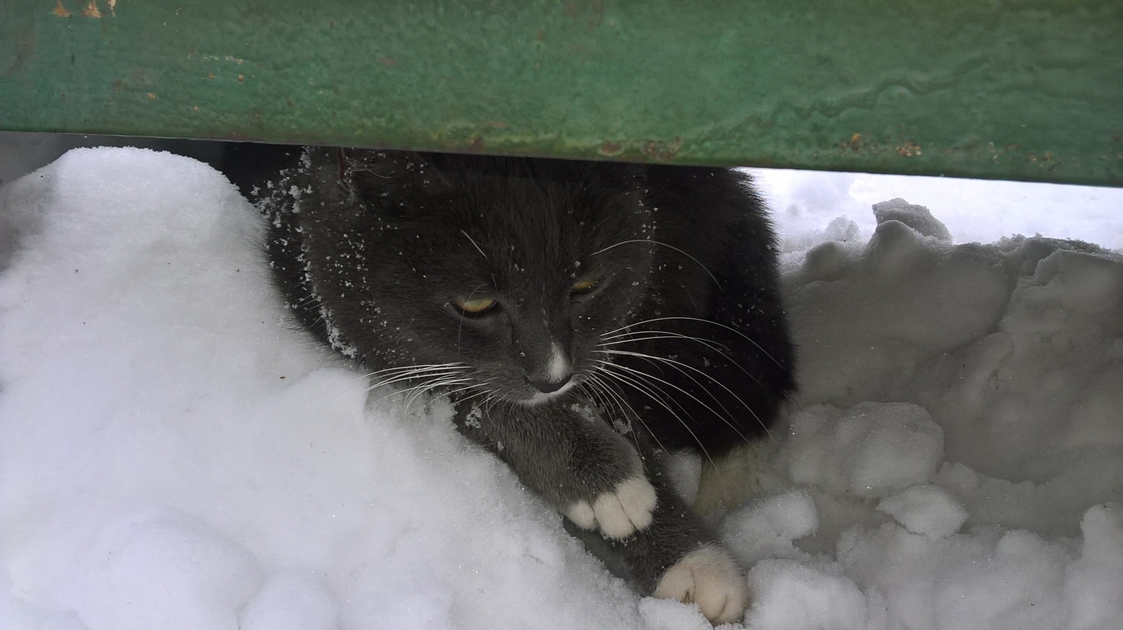 Found a cat, Moscow. - Help, cat, Lost cat