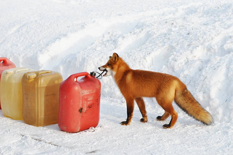 Wild nature of Kamchatka. - Kamchatka, Kronotsky Reserve, Fox, wildlife, Longpost