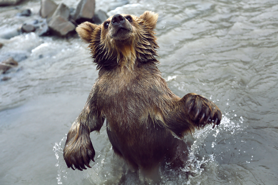 First post and immediately button accordion :) - My, The Bears, Selfie, wildlife, Longpost