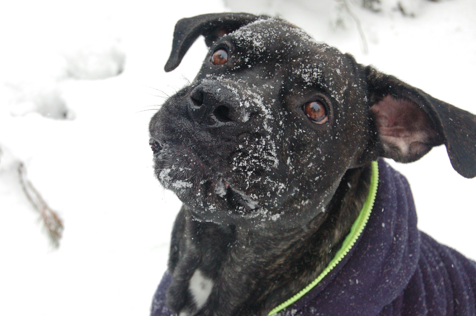 Winter walk)) - My, Dog, Forest, Winter, Photographer, Longpost