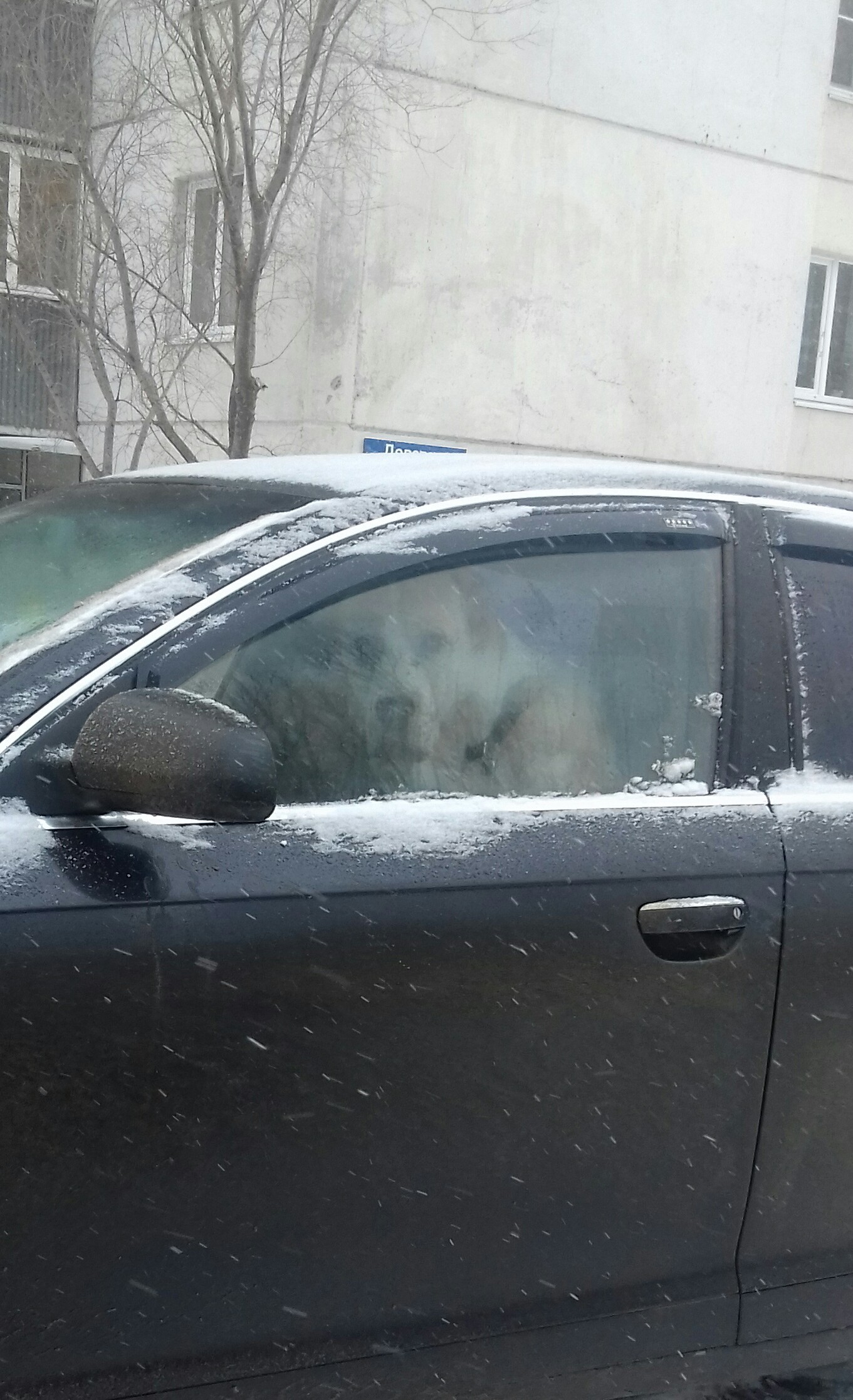 And then I freaked out... - My, Dog, Driver, Bricks