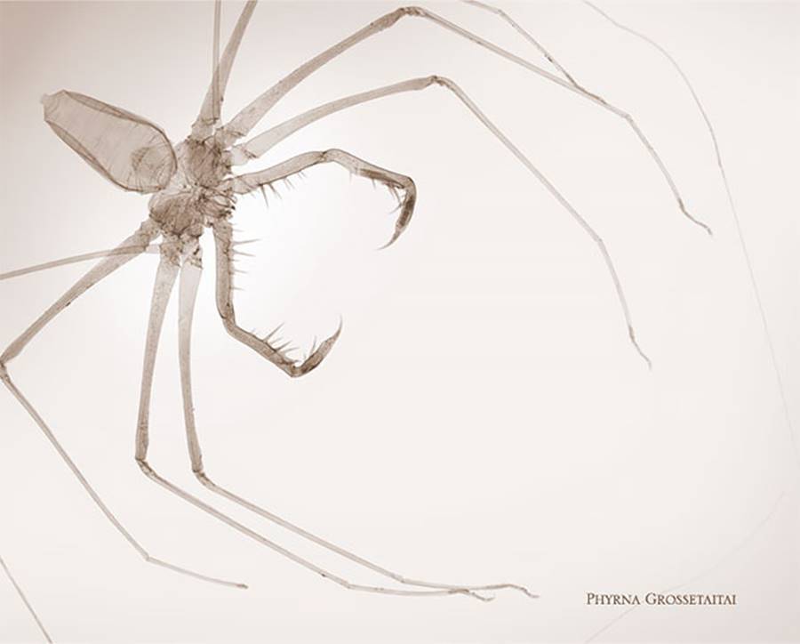 Through photos. - The photo, X-ray, Spider, Insects, Longpost