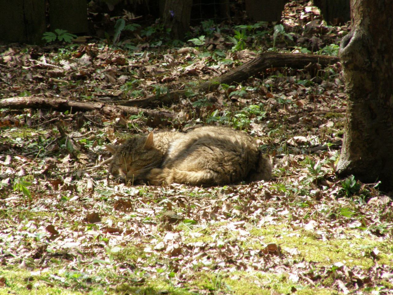 Лесные коты, гуляют сами по себе - Дикие коты, Дикая природа, Кот, Природа, Божество, Котомафия, Длиннопост