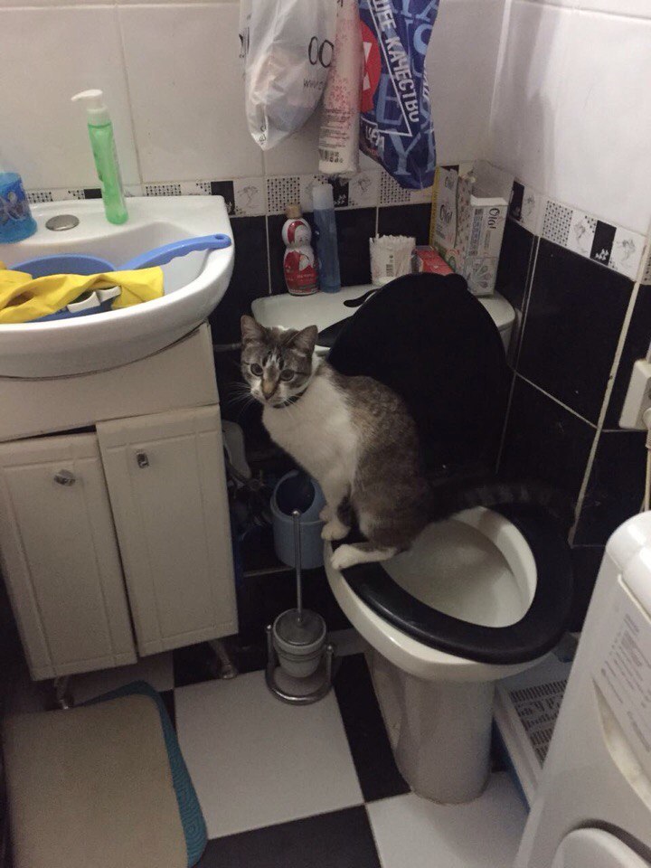 Smart or not so smart? - cat, Toilet, Real life story