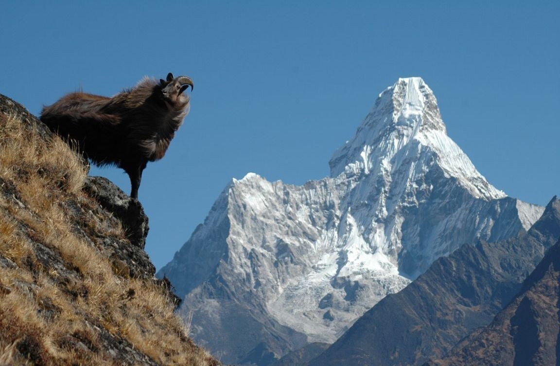 Himalayan tahr - Tar, Animals, The photo, Longpost