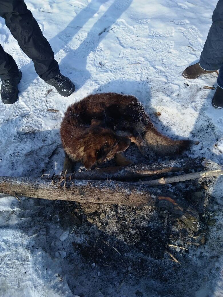 Someone threw a sick dog on the river ice... The poor fellow froze, the fishermen had to thaw him with fire! - Help, Dog, The rescue, Animals, Video, Longpost