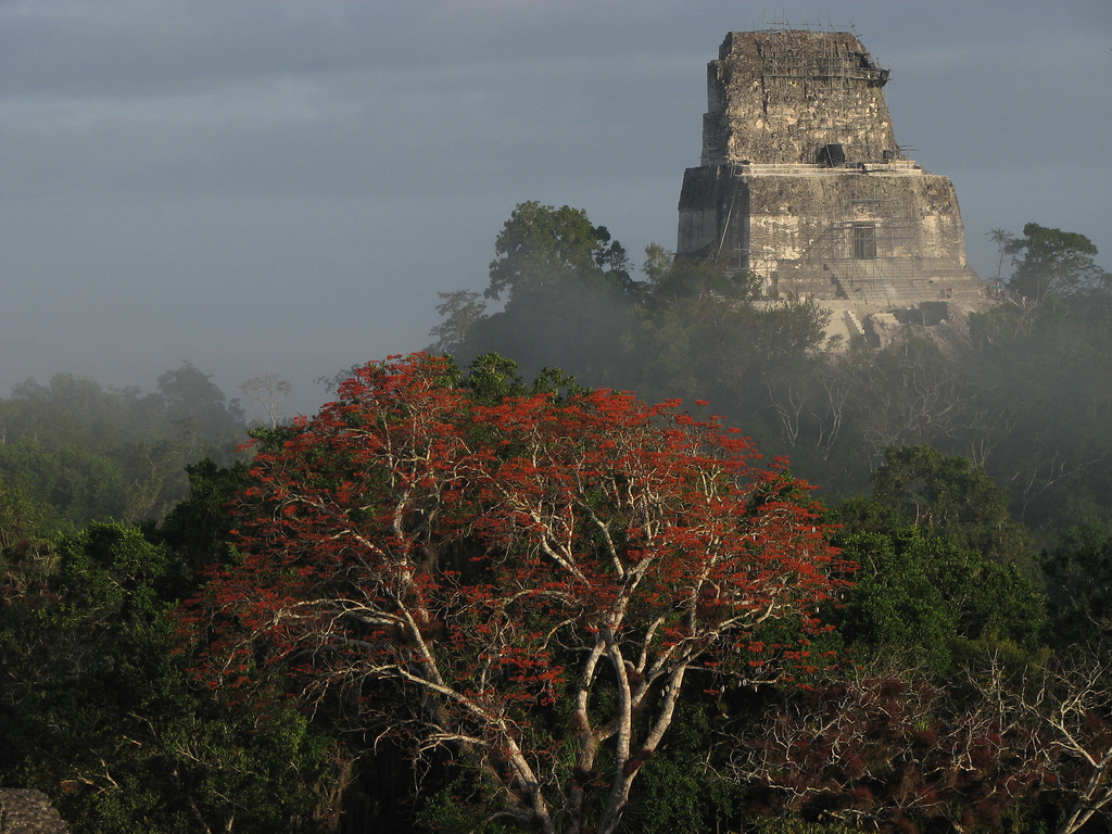 The realm of nature in Mayan cities - Temple, Mayan, Aztecs, Nature, wildlife, Mexico, Antiquity, Longpost