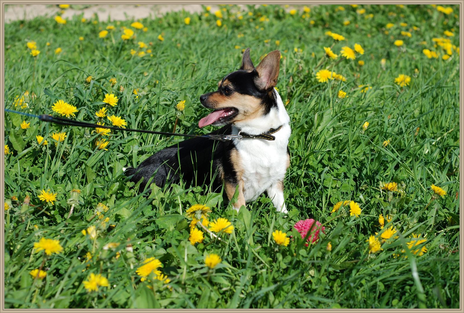 Summer, oh wow! - My, Summer, , Dog, Dandelion, beauty