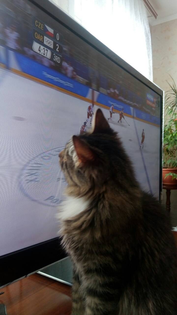 Cheer for our - My, Hockey, Olympiad 2018, Longpost, cat, The photo