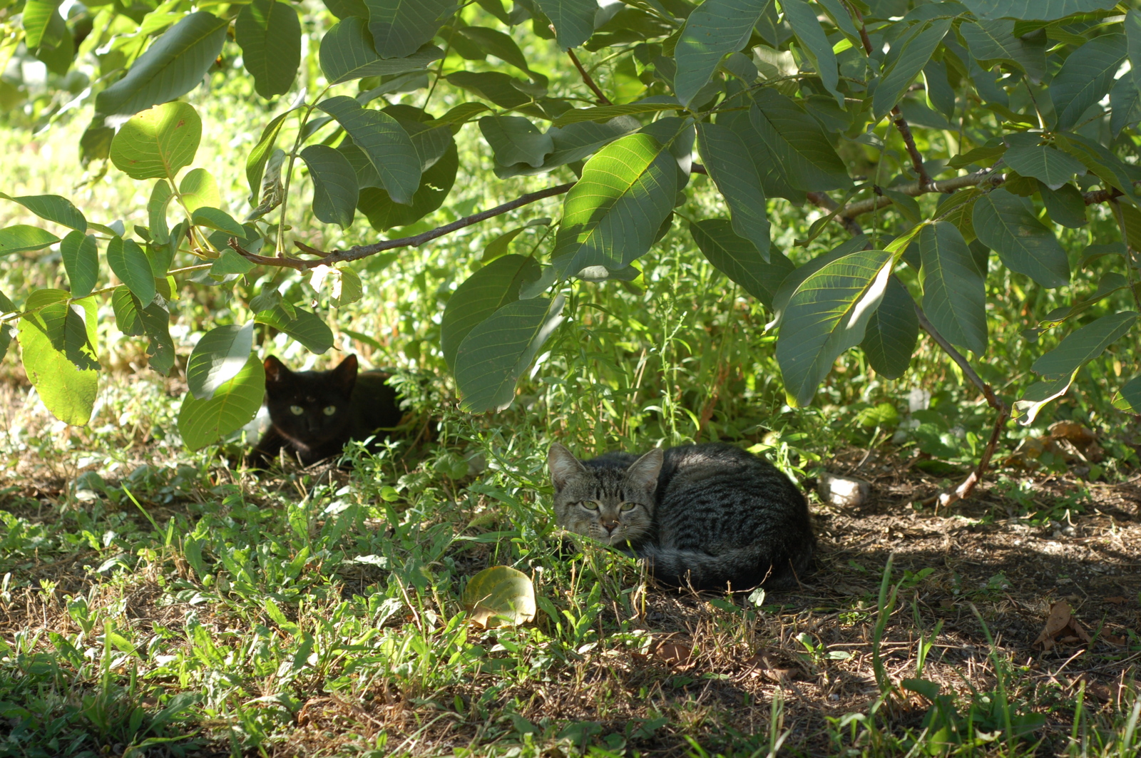 Moments from life - My, The photo, Longpost, My, Beginning photographer, cat, Dog, Children