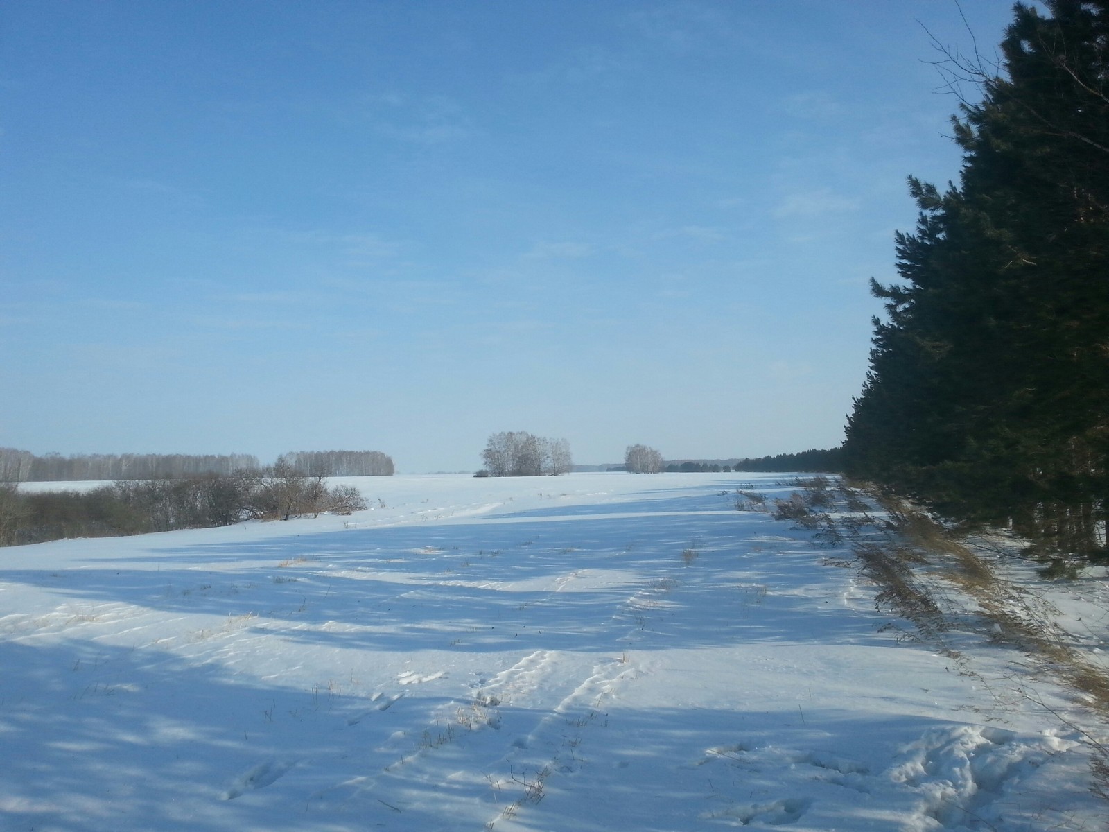 NSO Kochenevsky district - My, Beginning photographer, Nature, The photo, Pine