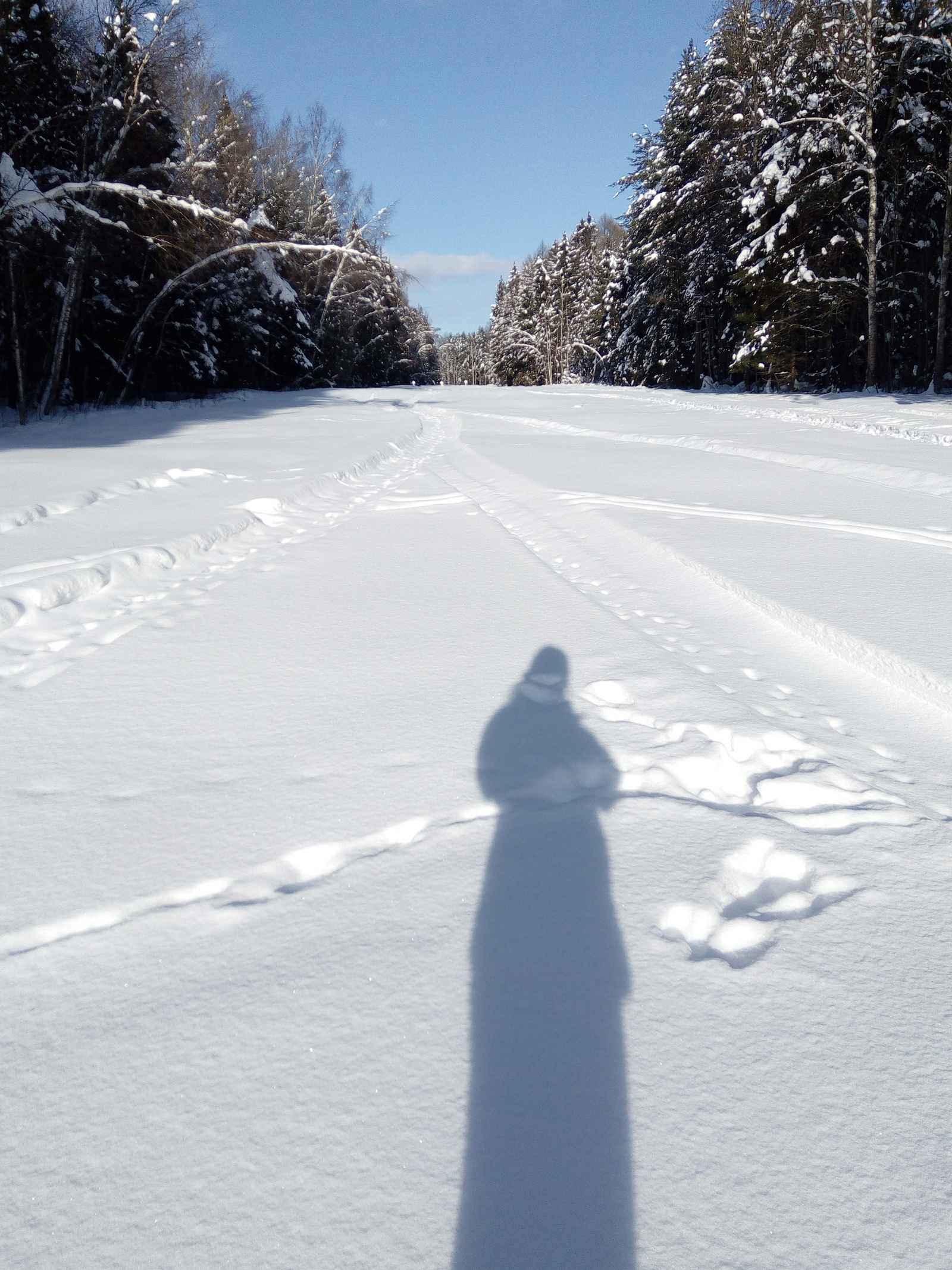 Yesterday (February 23) I went skiing in the forest - My, Skis, Dacha, February 23, Nature, Longpost