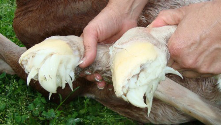 What do the hooves of a newborn foal look like? - Horses, Foal, Hooves, Interesting, Nature